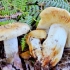Russula migdałowa: zdjęcie i opis
